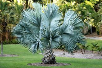 17 Types de Petites Palmiers que les Jardiniers Aimeront Cultiver chez Eux