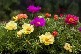 Comment cultiver et entretenir la Pourpier pour des fleurs colorées tout au long de la saison