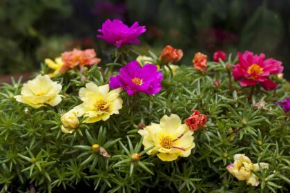 Comment cultiver et entretenir la Pourpier pour des fleurs colorées tout au long de la saison