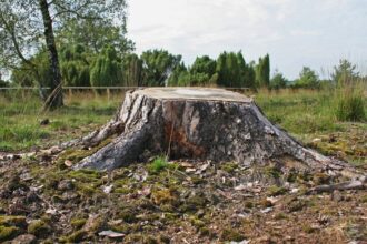 Comment utiliser une déchiqueteuse à souches pour éliminer les souches d’arbres tenaces