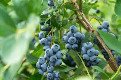 C’est le moment idéal pour fertiliser les bleuets afin d’obtenir des plantes en pleine santé.