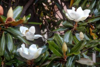 Comment cultiver les magnolias Little Gem de la bonne manière