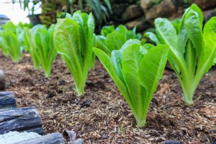 Comment cultiver de la laitue en automne pour bénéficier de légumes frais tout l’hiver, selon un jardinier.