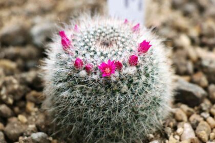 Comment cultiver des cactus Mammillaria faciles d’entretien comme un professionnel