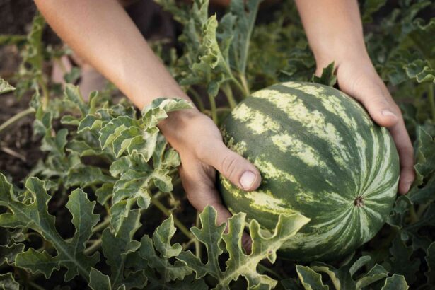 Sauvegardez vos graines de pastèque dès maintenant pour plus de plantes l’année prochaine — Voici comment.