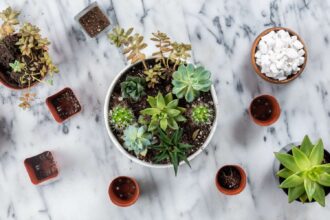 Idées simples de jardinage de succulentes en pots pour les débutants