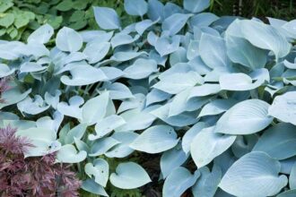 Quand et comment tailler les hostas de la bonne manière, conseils d’un jardinier professionnel