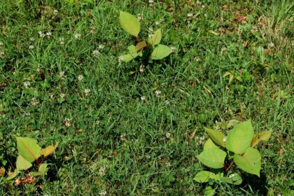 10 Astuces pour Éliminer les Mauvaises Herbes Sans Nuire à Votre Pelouse Ce Printemps