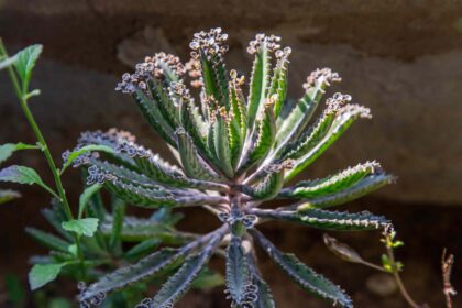 Comment cultiver et entretenir le Kalanchoe Delagoensis (Plante Chandelier)