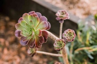 Comment cultiver et entretenir des Aeoniums (Chou d’ornement)