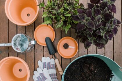 21 Meilleures Plantes de Patio pour Tous les Niveaux de Jardinage