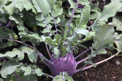 25 légumes à semer en automne pour une récolte au printemps