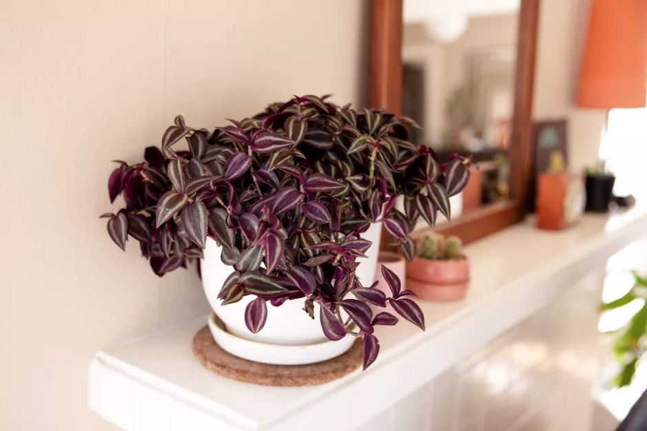 Tradescantia Zebrina avec des feuilles violet foncé dans un pot blanc au dessus d'une cheminée blanche.