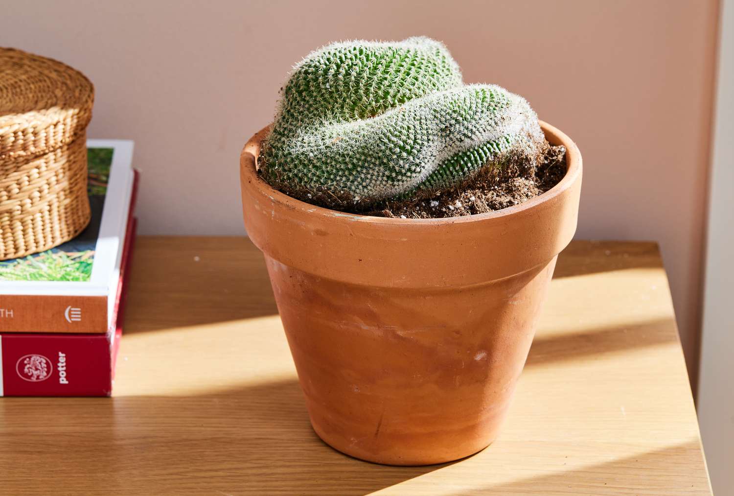 cactus cérébral dans un pot en terre cuite sur une table en bois