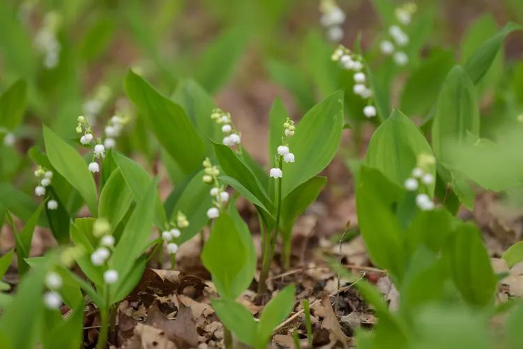 Gros plan d'un groupe de minuscules muguets à fleurs blanches.