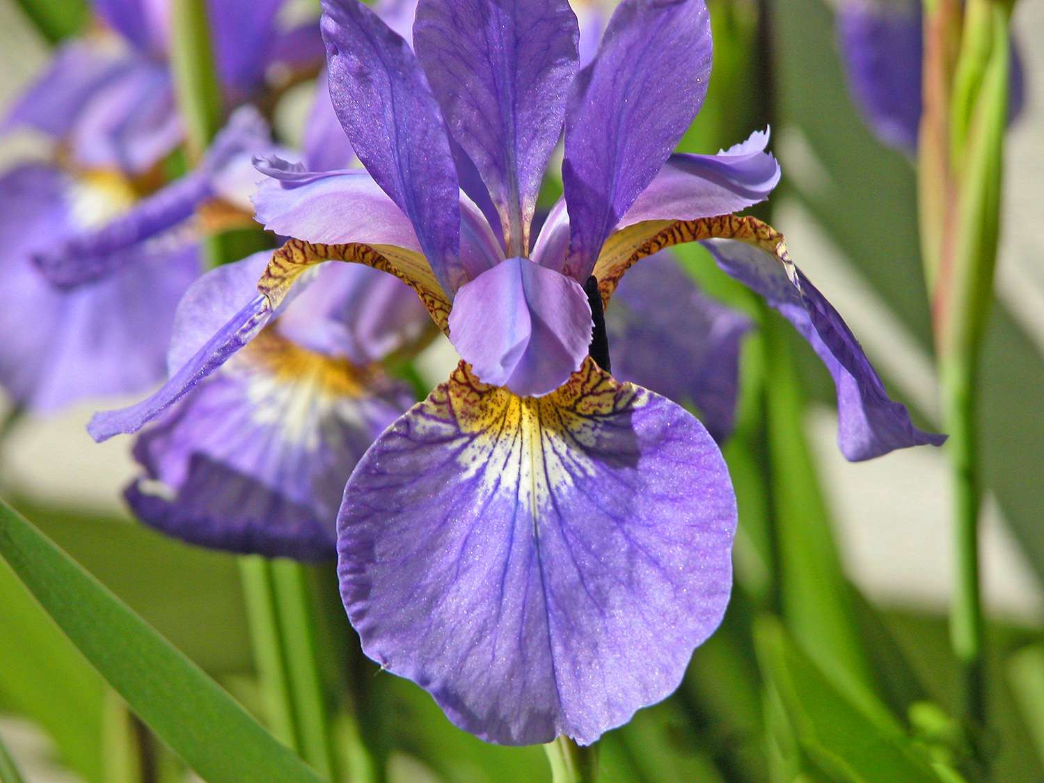 Iris néerlandais