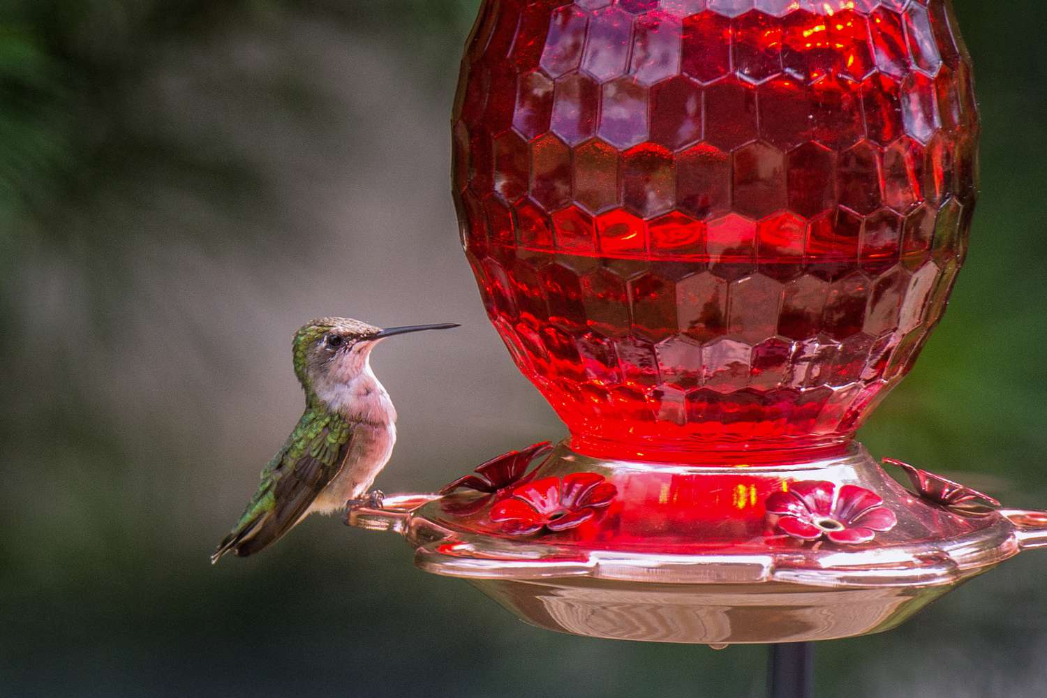 Colibri sur une mangeoire en verre rouge