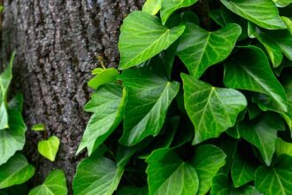 19 Variétés de lierre à cultiver dans votre jardin