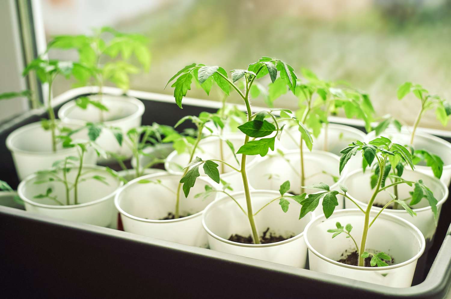 Groupe de plants de tomates dans des verres en plastique sur le rebord d'une fenêtre.
