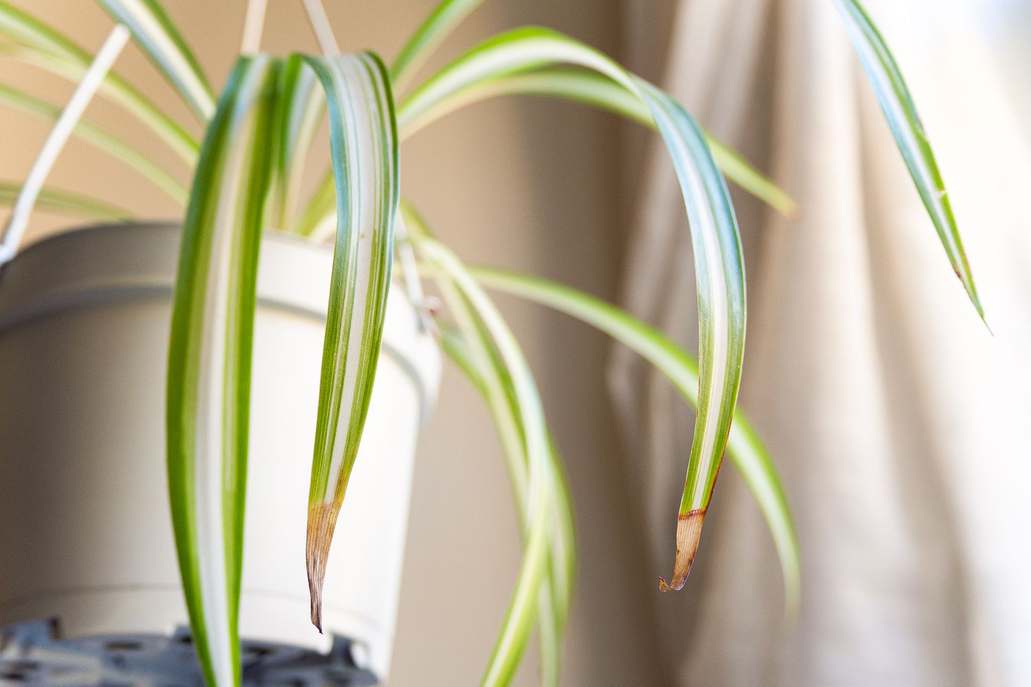 Raisons pour lesquelles les extrémités des feuilles de votre plante araignée sont brunes