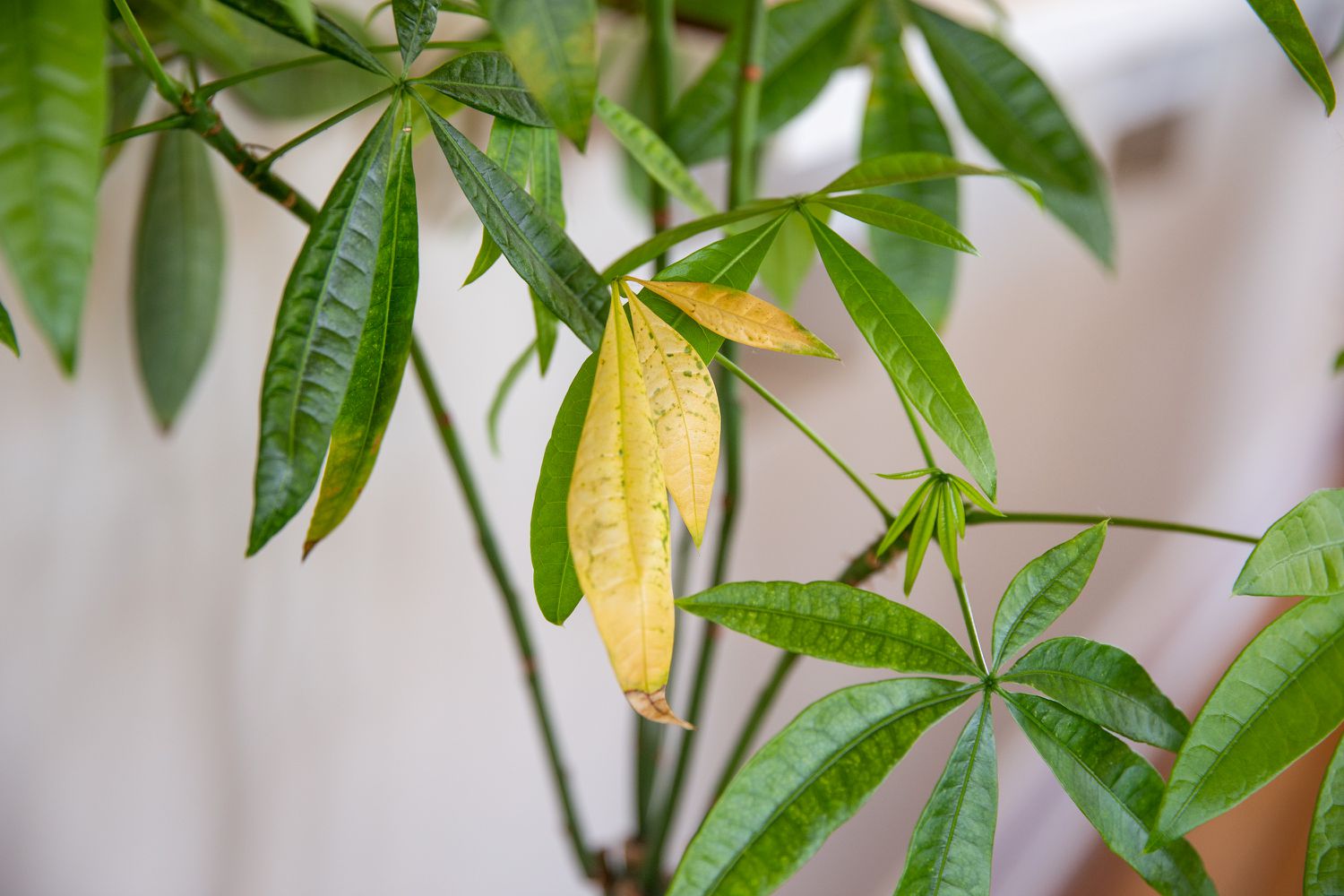 feuilles jaunes sur une plante d'intérieur