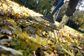 Pourquoi il est essentiel de ratisser vos feuilles en automne, selon un arboriste.