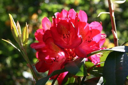 Comment cultiver le rhododendron Nova Zembla comme un expert