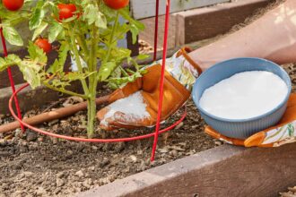 Faut-il utiliser du sel d’Epsom pour les tomates ? Les experts partagent les conseils à suivre et à éviter.