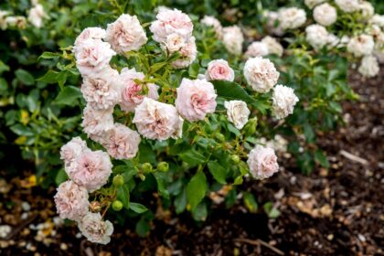 Comment cultiver et entretenir des roses floribunda