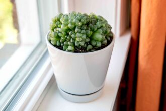 Comment cultiver et entretenir la plante Haworthia Cooperi