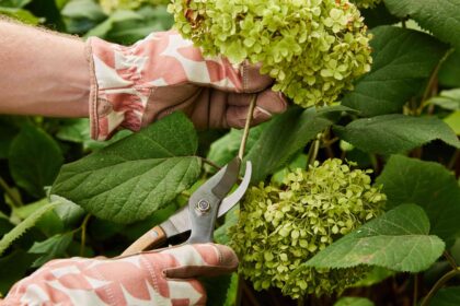 Comment couper les fleurs fanées des hortensias pour des fleurs plus grosses, selon un horticulturiste