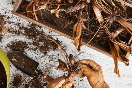 Les jardiniers recommandent de conserver les bulbes dès maintenant pour des fleurs estivales plus épanouies : voici comment faire.