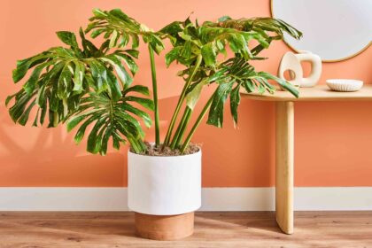 Comment cultiver et entretenir le Monstera Constellation thaï comme un expert