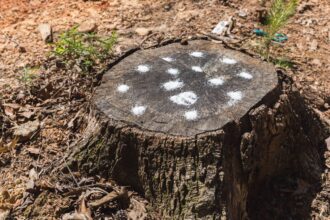 Comment éliminer une souche d’arbre de quatre manières différentes