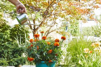 Quelle quantité d’eau donner aux plantes en automne ? Les conseils d’un expert en jardinage.