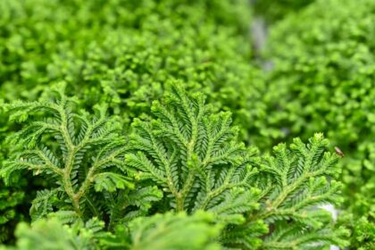 Comment prendre soin de la Selaginella Kraussiana, la plante idéale pour terrarium des débutants.