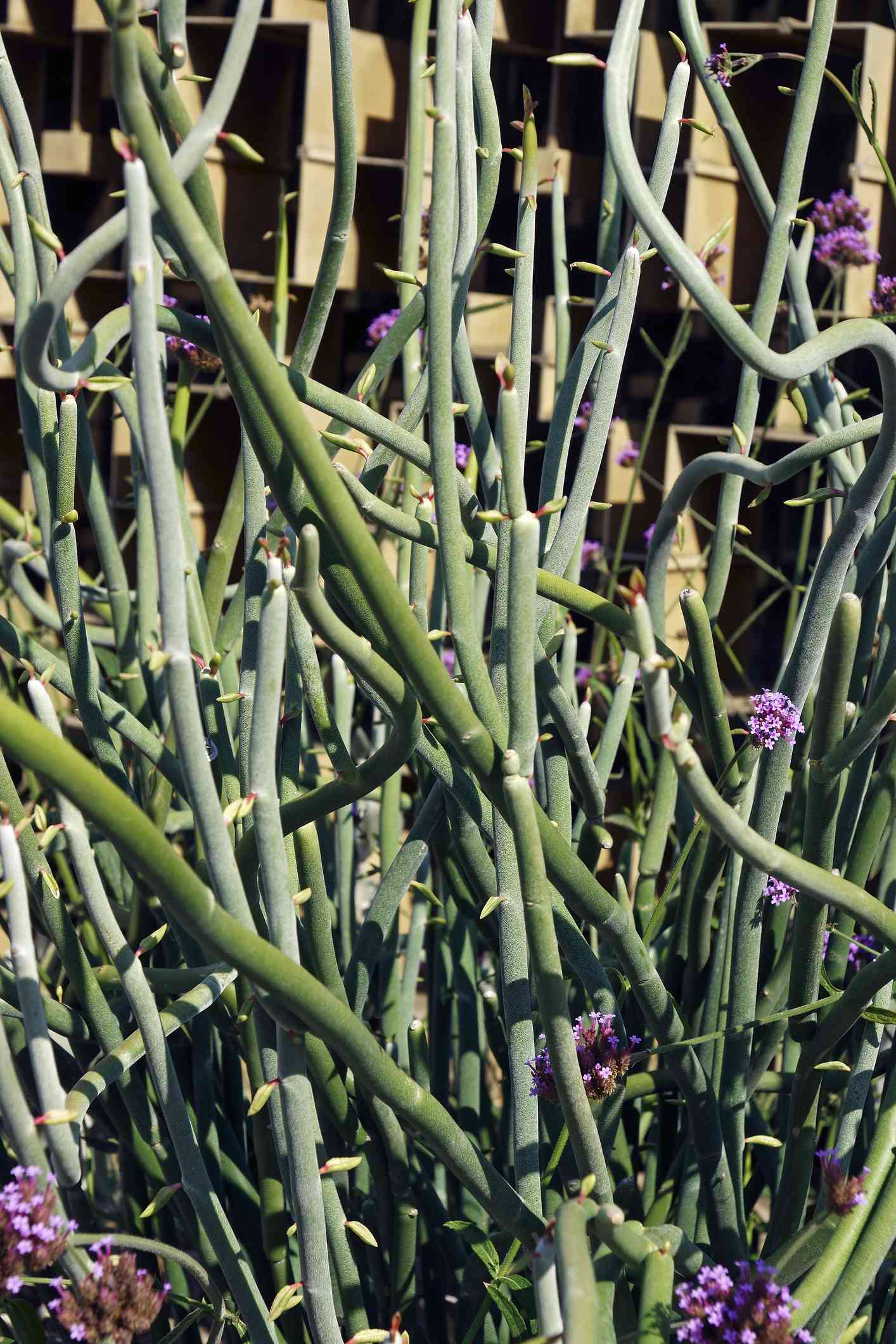 Comment cultiver et entretenir les plantes à espadrilles