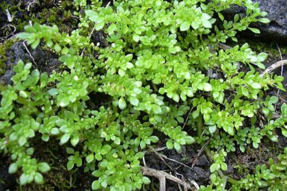 Pilea Microphylla : Conseils d’entretien, variétés, propagation et bien plus encore