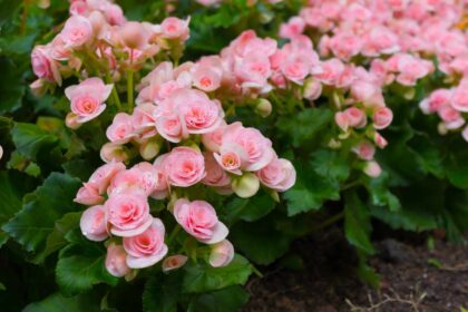 Les bégonias nécessitent des soins particuliers à l’automne : que faire dès maintenant pour des plantes épanouies ?