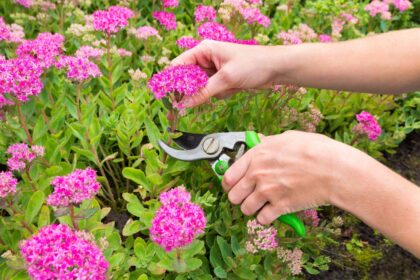 Quand et comment tailler le sédum pour l’hiver afin qu’il brille dans votre jardin l’année prochaine