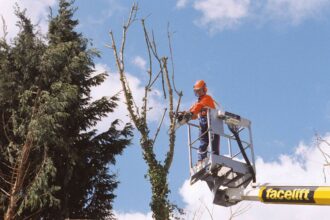 Quel est le coût de l’élagage des arbres ?