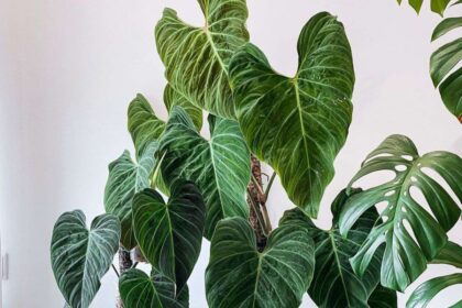 Comment cultiver et entretenir un Philodendron Splendide, si vous parvenez à en trouver un.