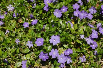 Comment cultiver et entretenir le Vinca Minor (Vinca de petite taille)