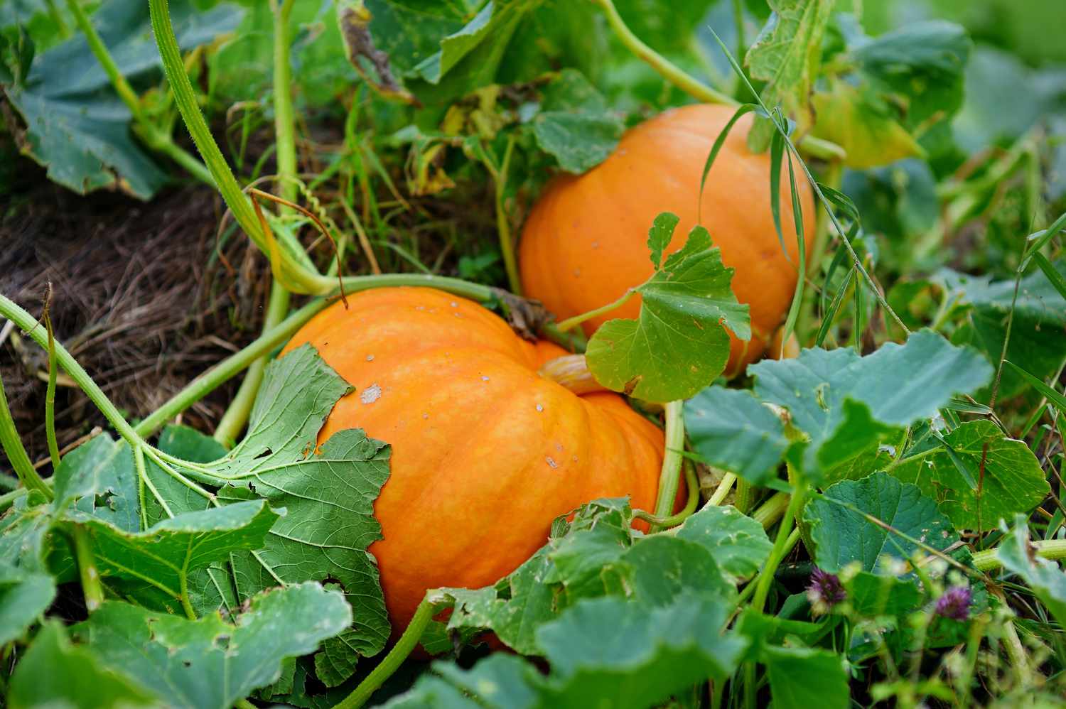 citrouilles orange dans un champ