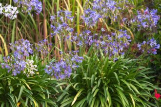 Comment planter, cultiver et entretenir les agapanthes