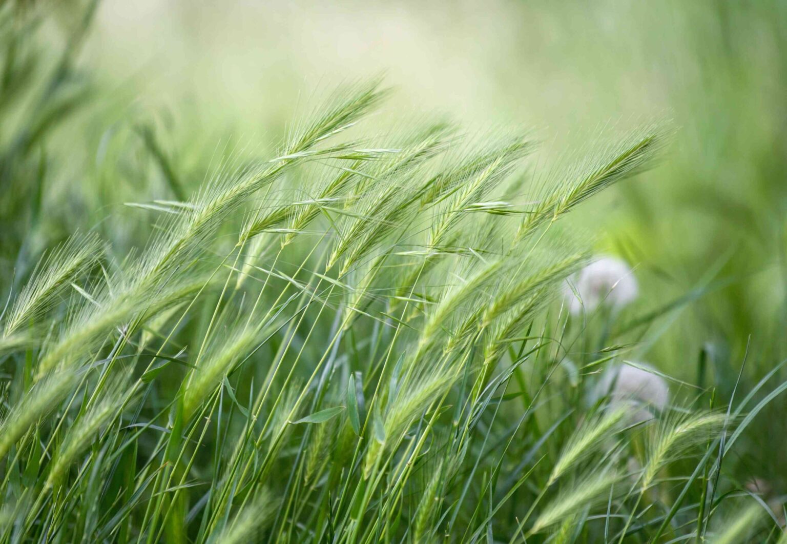 Comment cultiver et entretenir le seigle d’hiver