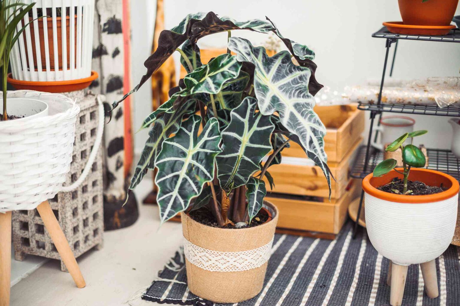 25 Variétés d’Alocasia qui Apporteront les Tropiques chez Vous