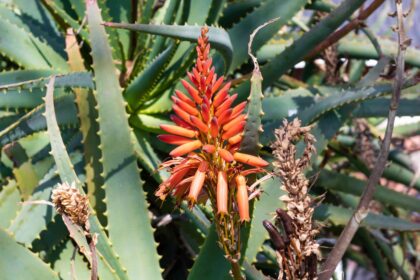 Comment cultiver l’Aloe Ferox comme un jardinier expert