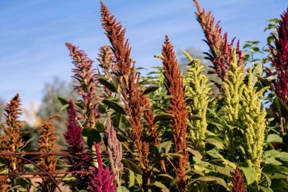 10 Variétés Populaires d’Amaranthus