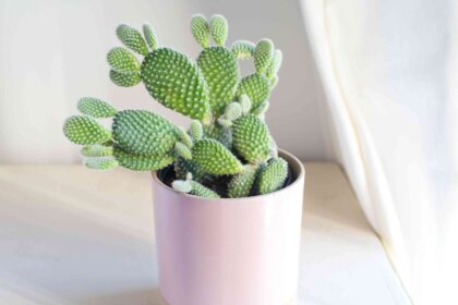 10 Meilleures Variétés de Cactus à Cultiver en Intérieur